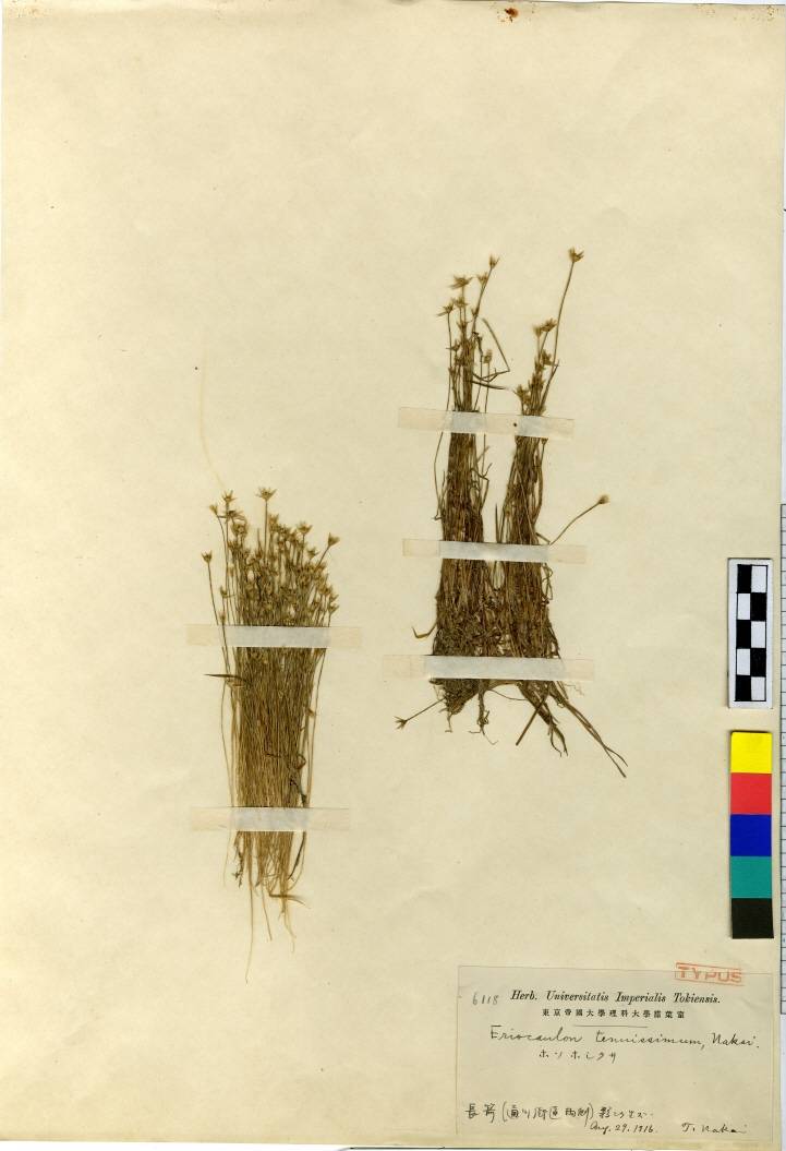 Eriocaulaceae image