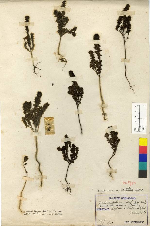 Euphrasia coreana image