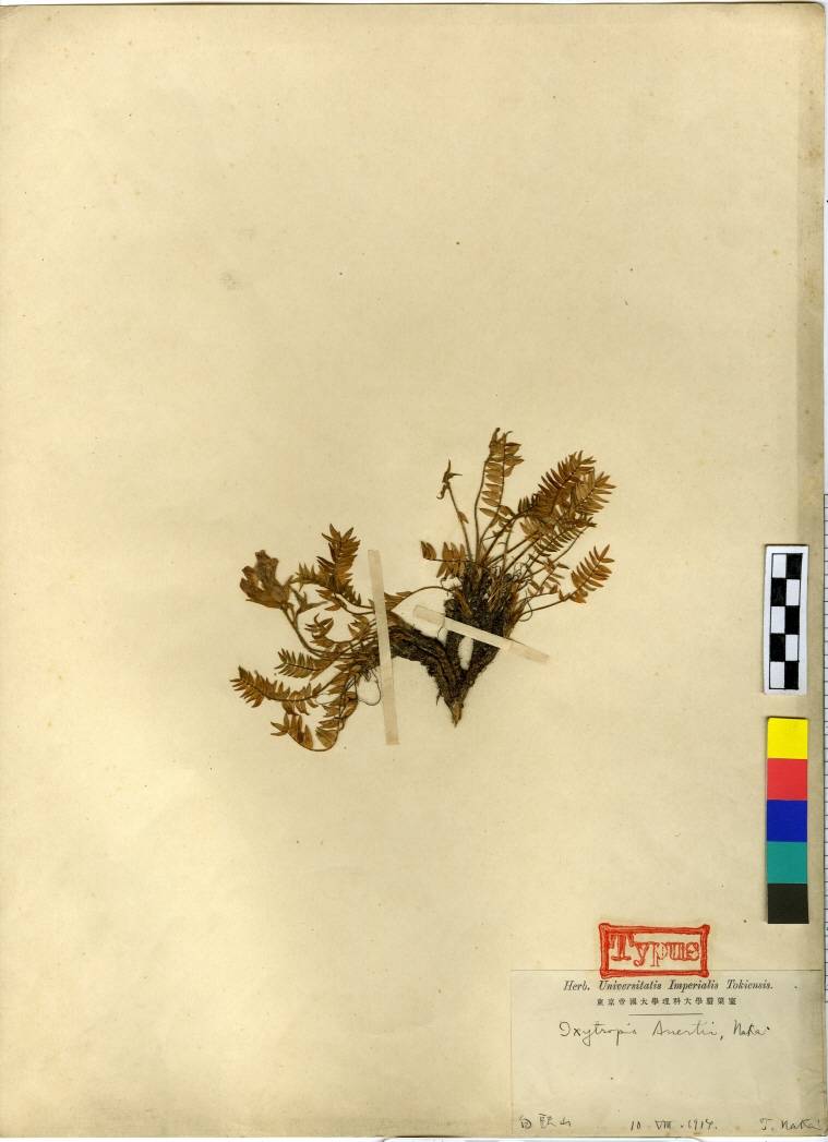 Oxytropis image