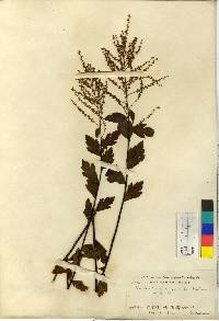 Pentactina rupicola image