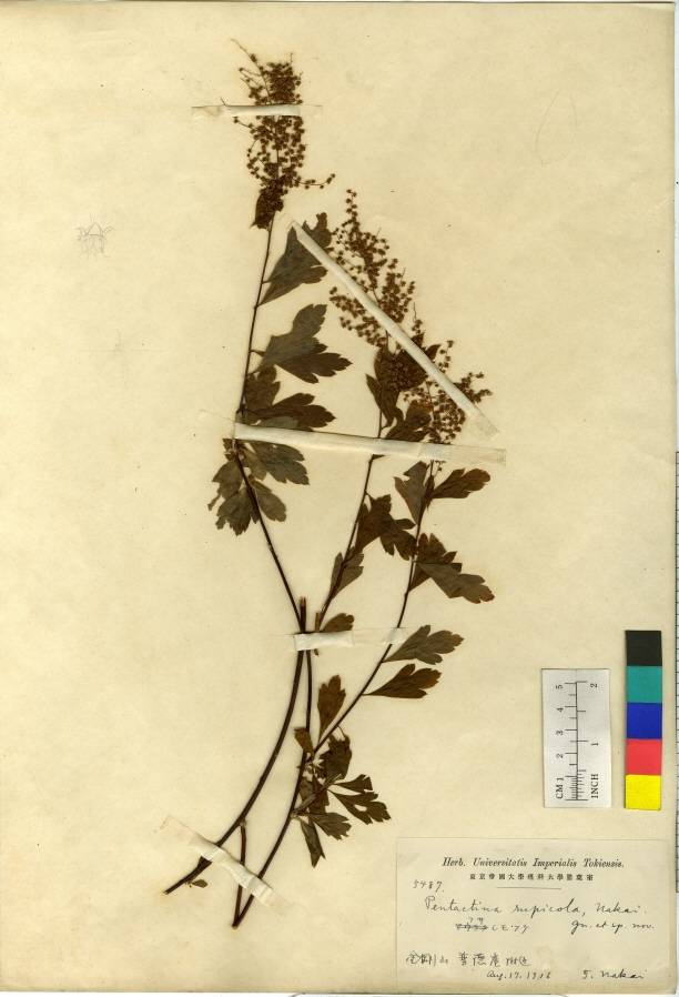 Pentactina rupicola image