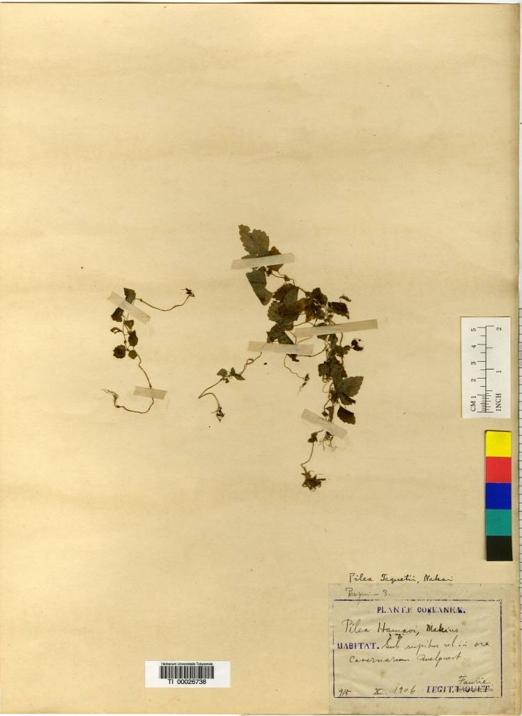 Pilea peploides image
