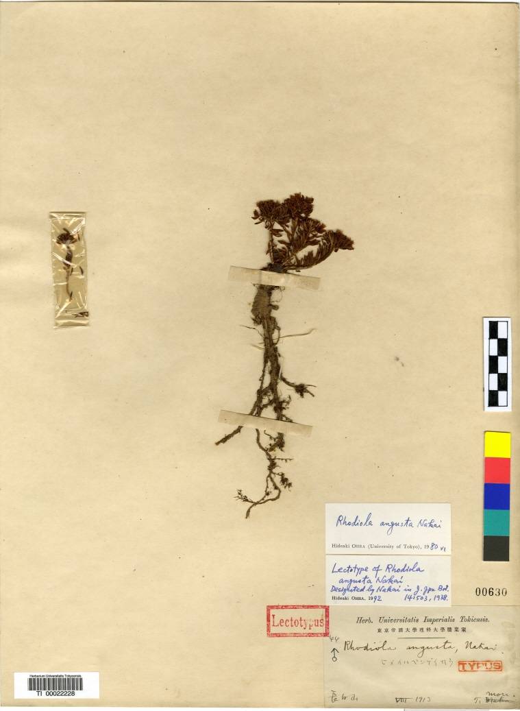 Crassulaceae image