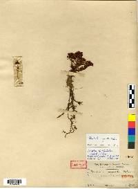 Rhodiola angusta image