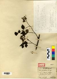 Rubus coreanus image