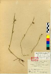 Image of Scleria mutoensis