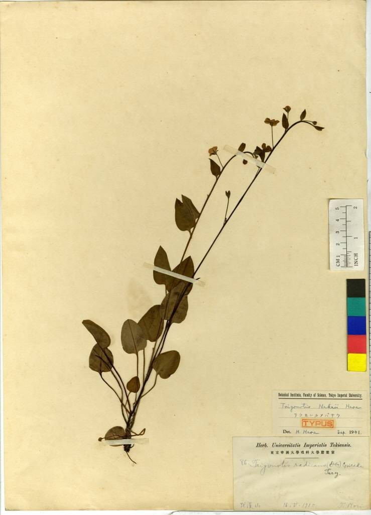 Boraginaceae image