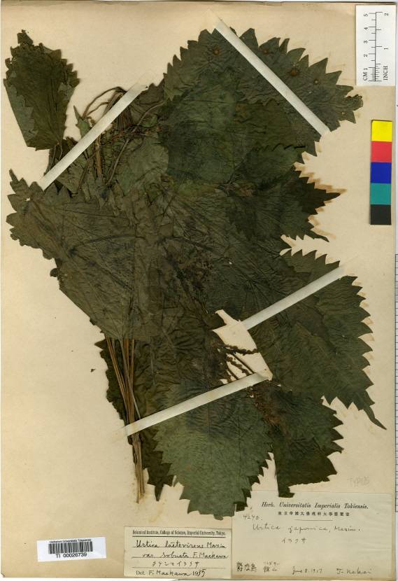 Urtica thunbergiana image