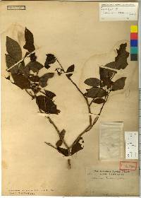 Vaccinium hirtum image