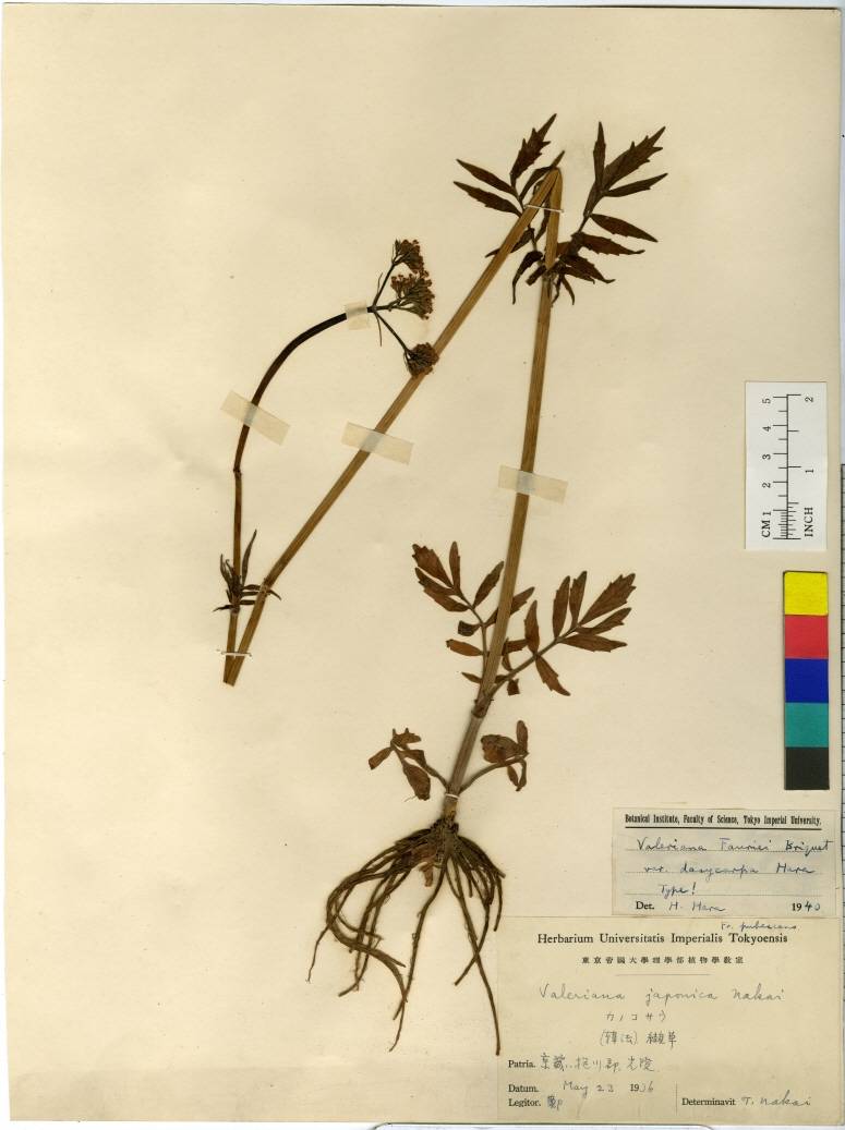 Valeriana officinalis image