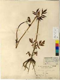 Valeriana officinalis image