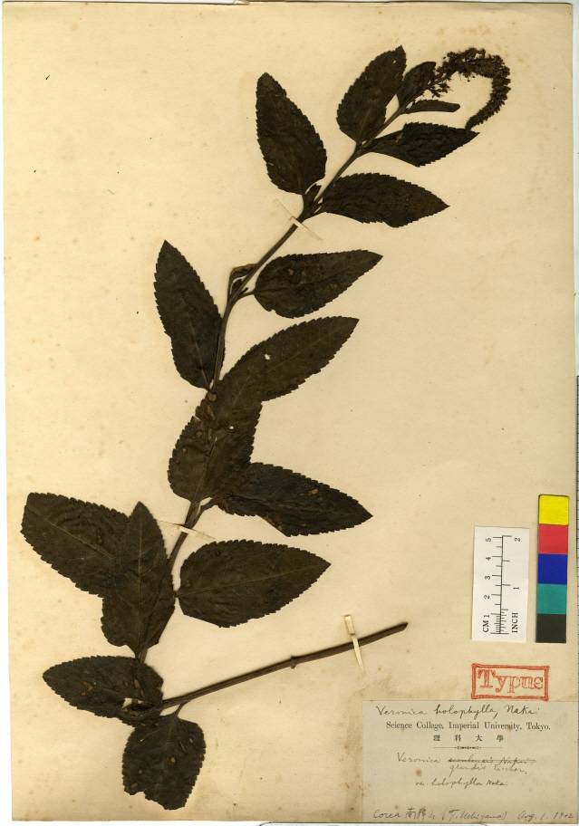 Veronica ovata image