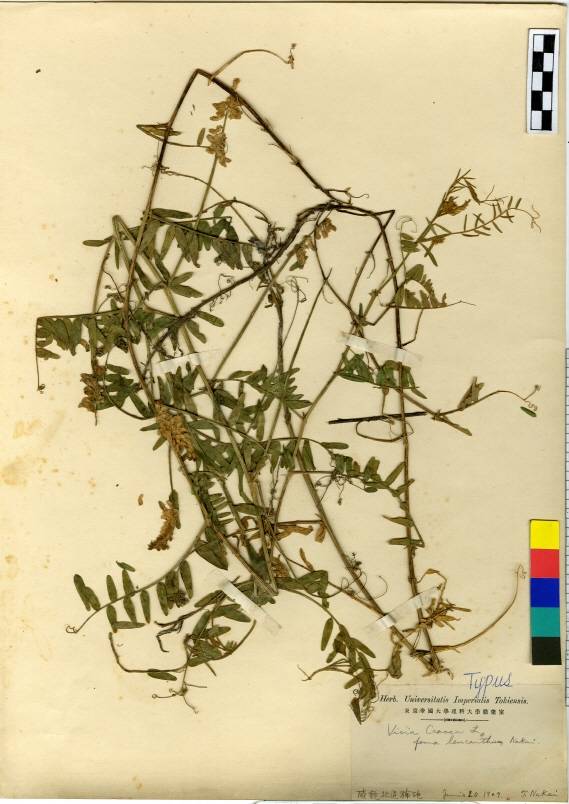 Vicia cracca image
