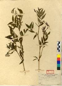 Image of Vicia hirticalycina