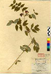 Vicia ramuliflora image
