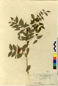 Vicia venosa image