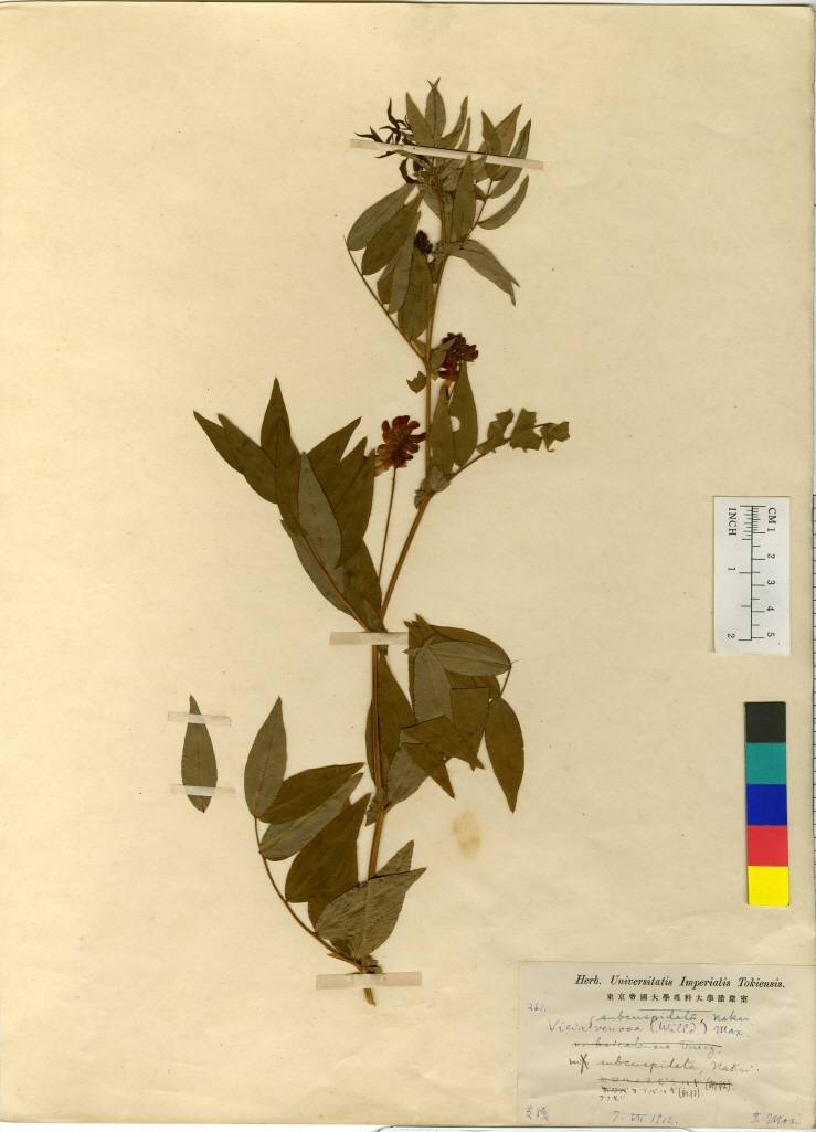 Vicia venosa image