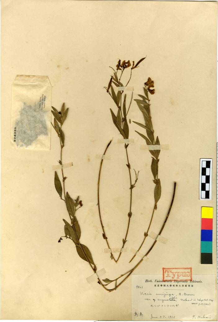 Vicia unijuga image