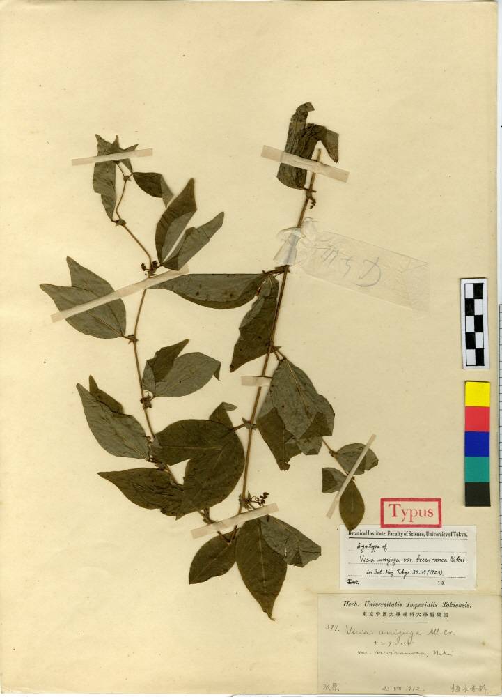 Vicia unijuga image