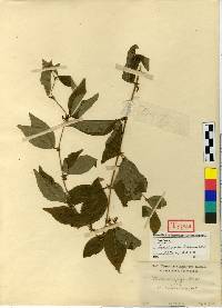 Vicia unijuga image