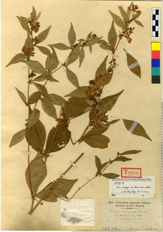 Vicia unijuga image
