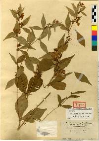 Vicia unijuga image