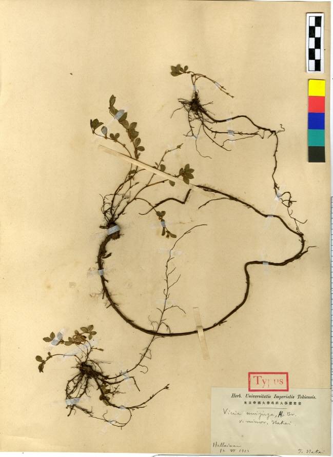 Vicia unijuga image