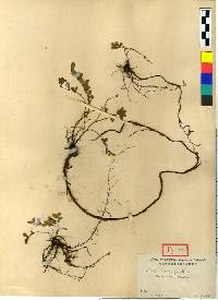 Vicia unijuga image