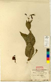 Vicia unijuga image