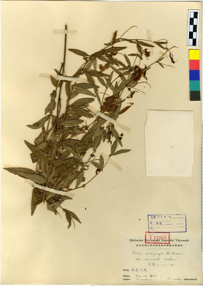 Vicia unijuga image