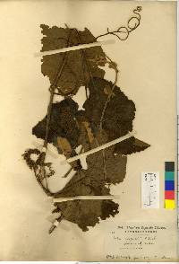Vitis coignetiae image