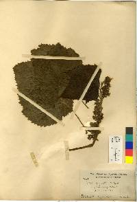 Vitis coignetiae image