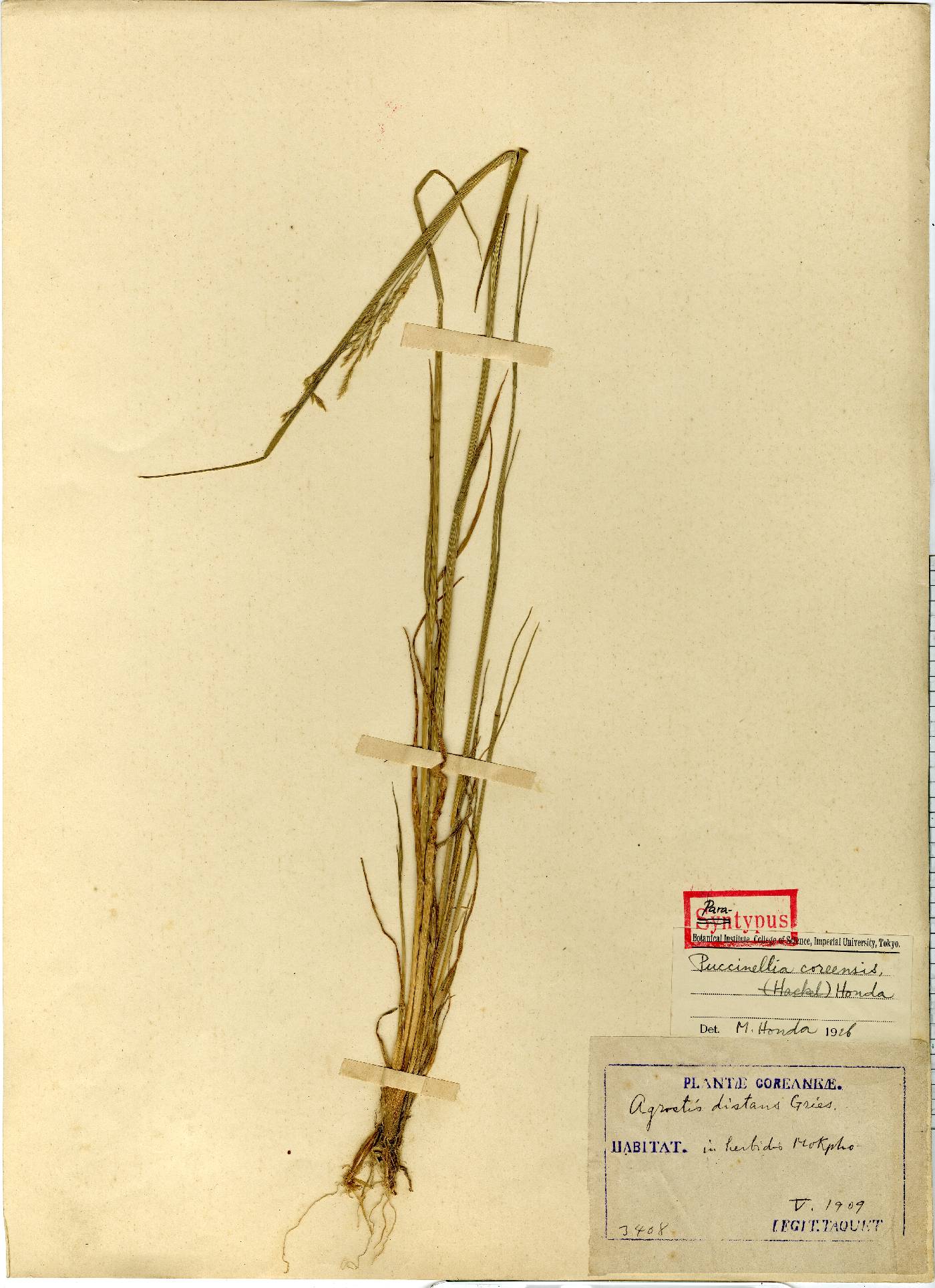 Puccinellia image