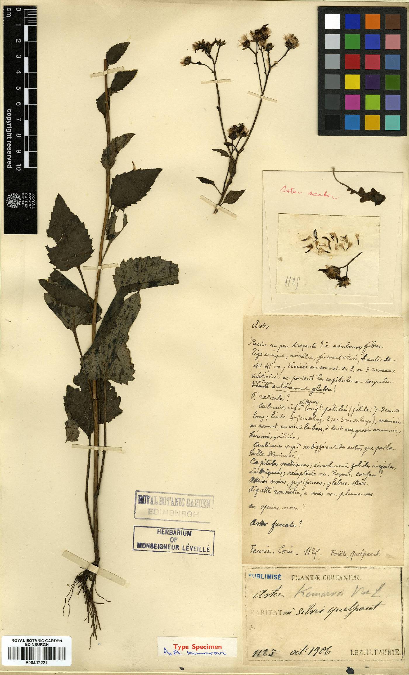 Aster scaber image