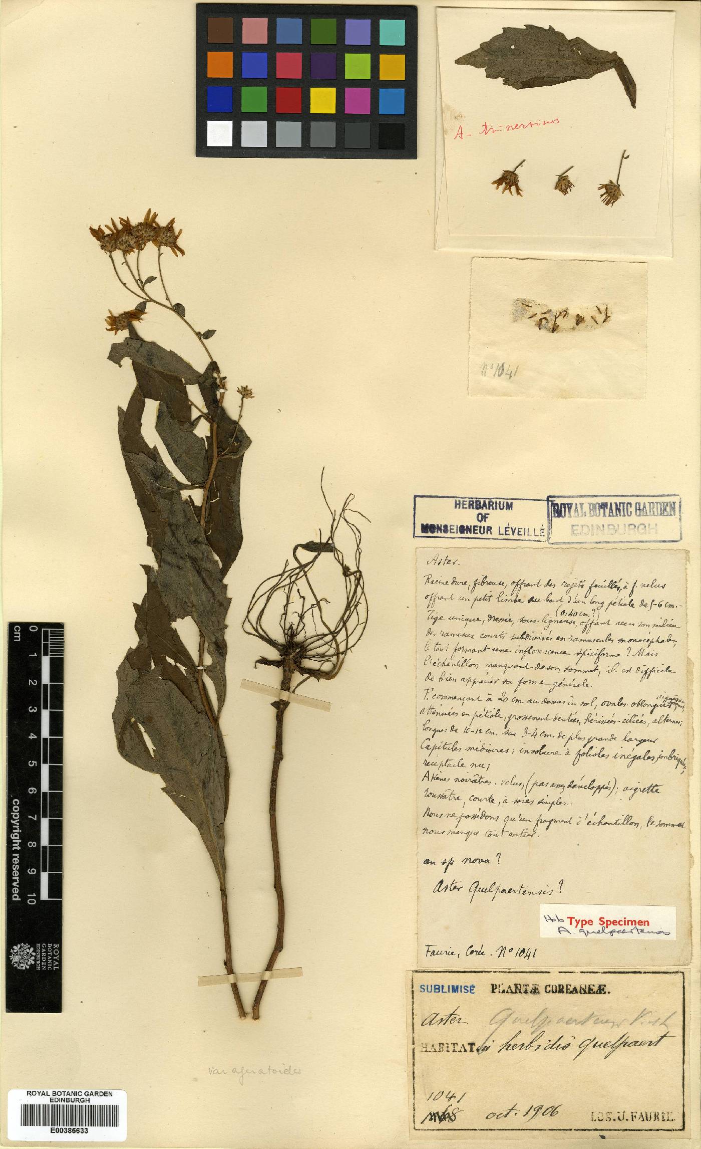 Aster ageratoides image