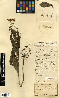 Image of Aster ageratoides