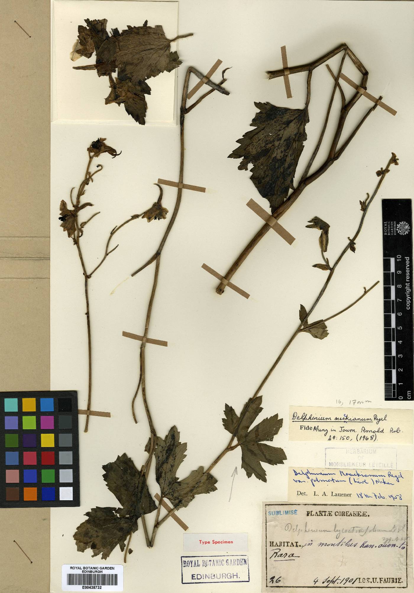 Delphinium maackianum image