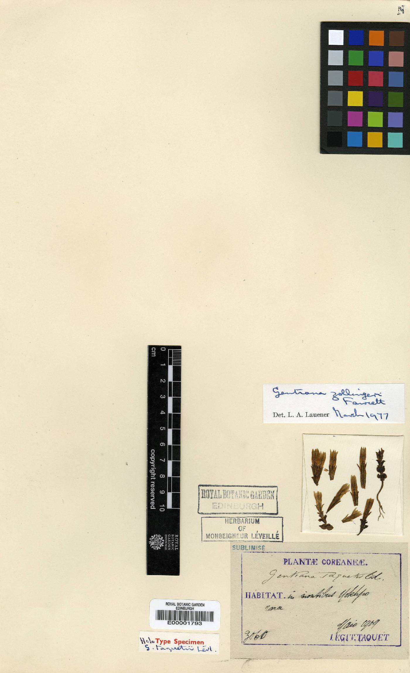 Gentiana zollingeri image