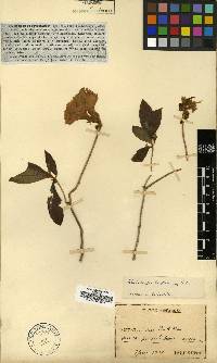 Rhododendron yedoense f. poukhanense image