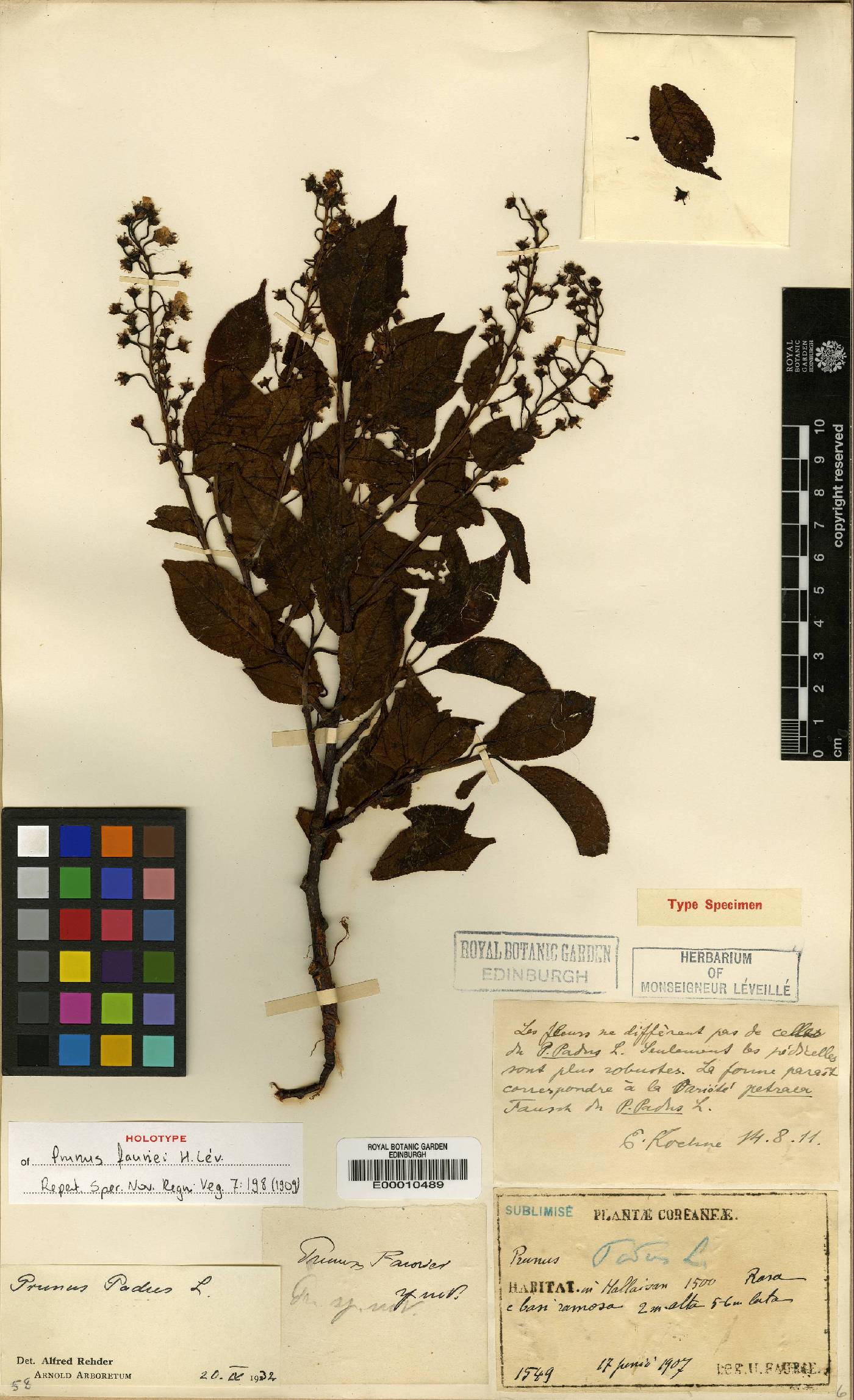 Prunus buergeriana image