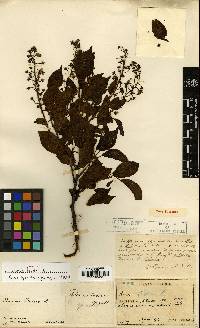 Image of Prunus buergeriana