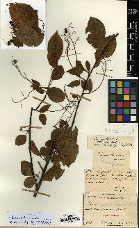 Prunus padus image