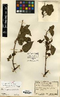 Image of Rubus corchorifolius