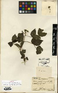 Rubus coreanus image