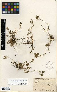 Potentilla rosulifera image