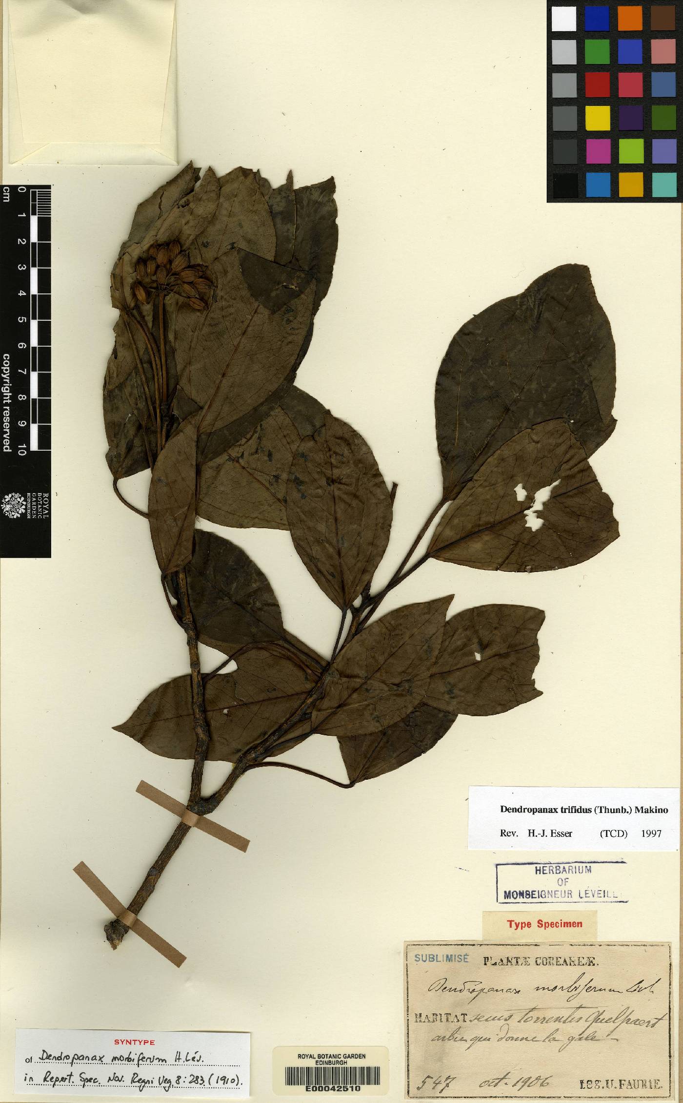 Dendropanax trifidus image