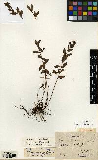 Image of Hypericum erectum
