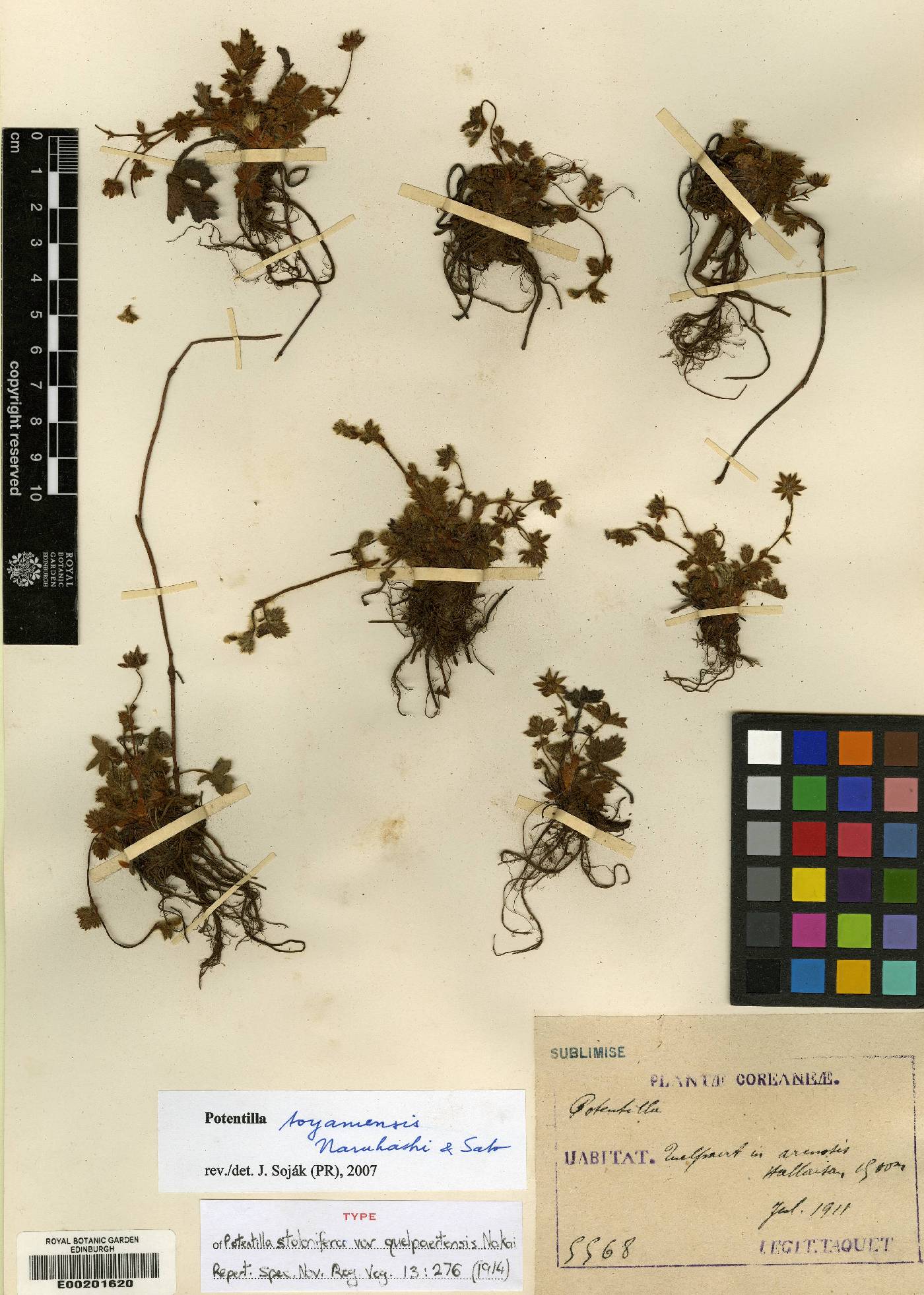 Potentilla fragarioides image