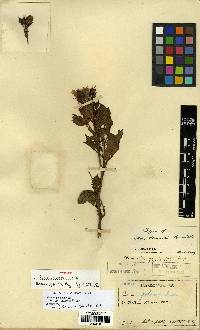 Rosa maximowicziana image