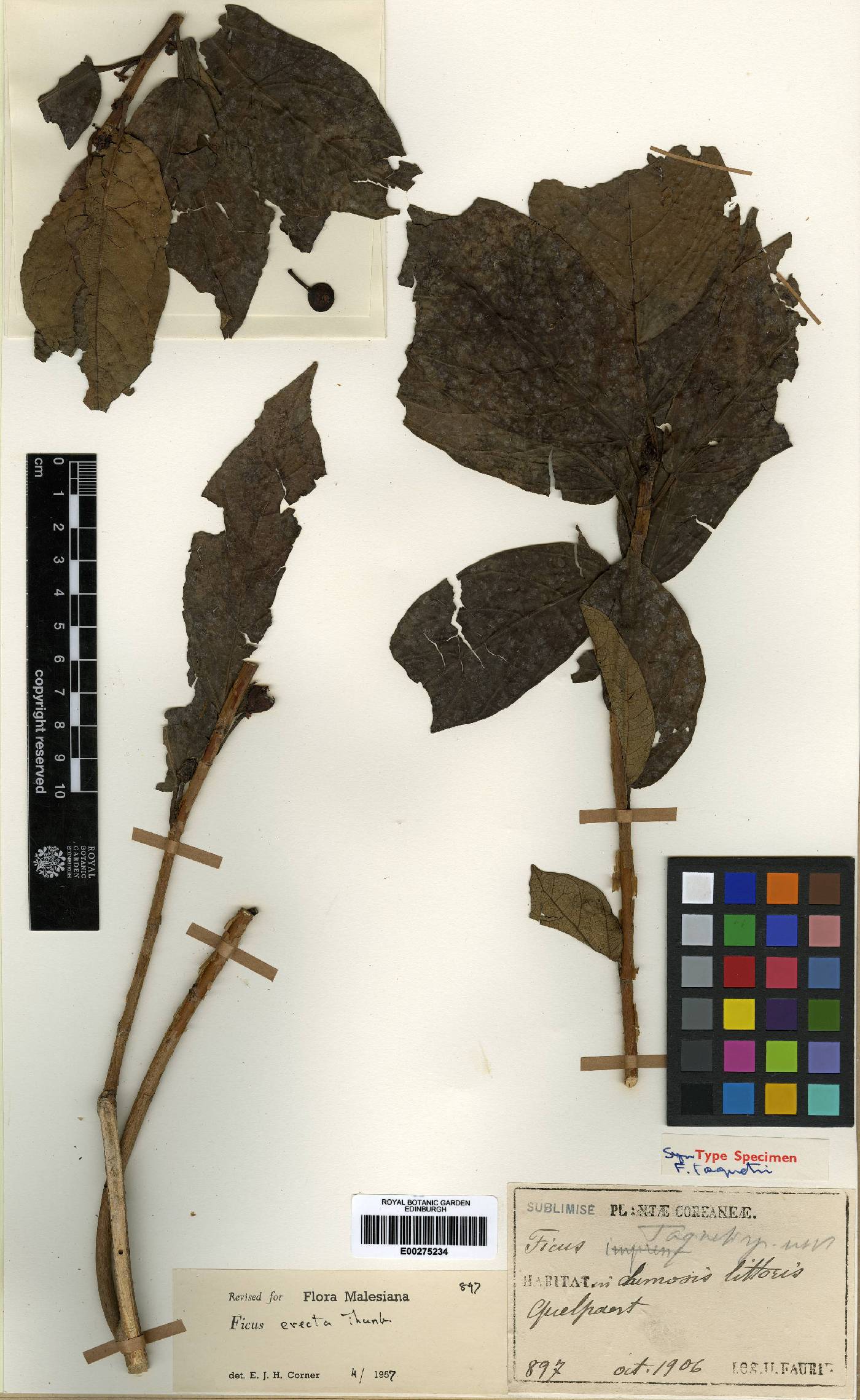 Ficus erecta image